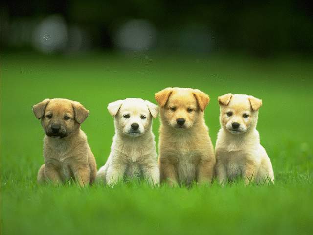 puppy etiquette us daily review puppy 640x480
